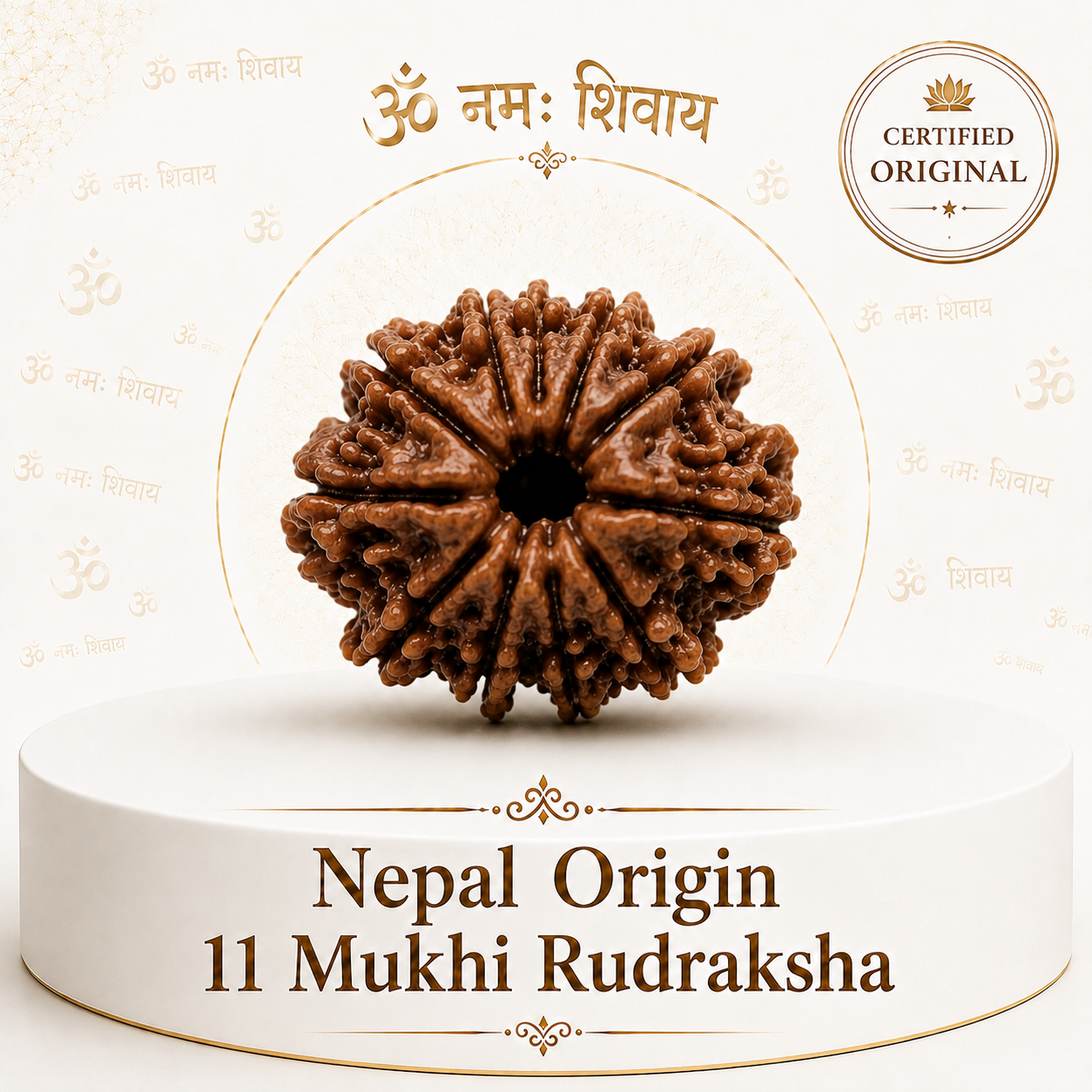 11 Mukhi Rudraksha ( Nepal Origin )